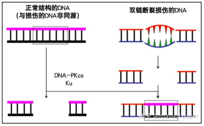 生化与分子生物学——分子生物学篇之DNA生物合成和损伤修复 - 知乎