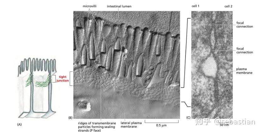 搬运The Cell细胞外基质和细胞连接 - 知乎