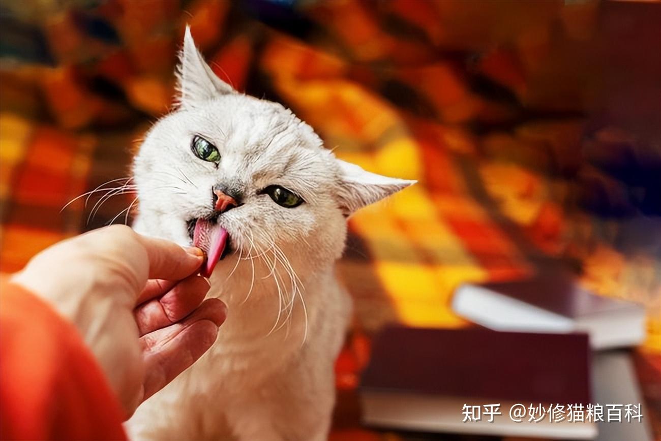 猫咪 - 堆糖，美图壁纸兴趣社区