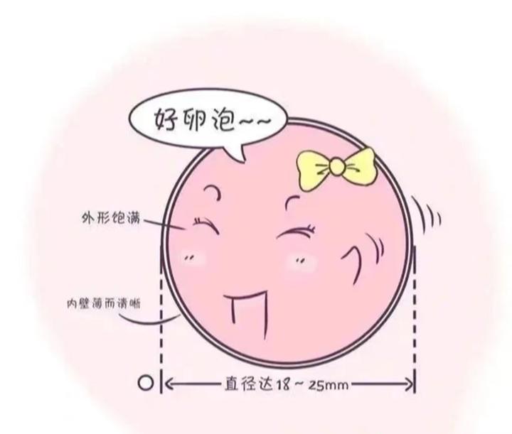 想要怀好孕、卵子必须符合3大指标?成熟卵泡的标准是什么? - 知乎
