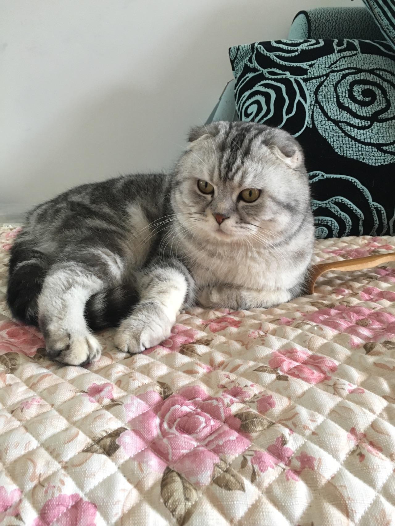 纯种美国短毛猫会出现折耳吗?