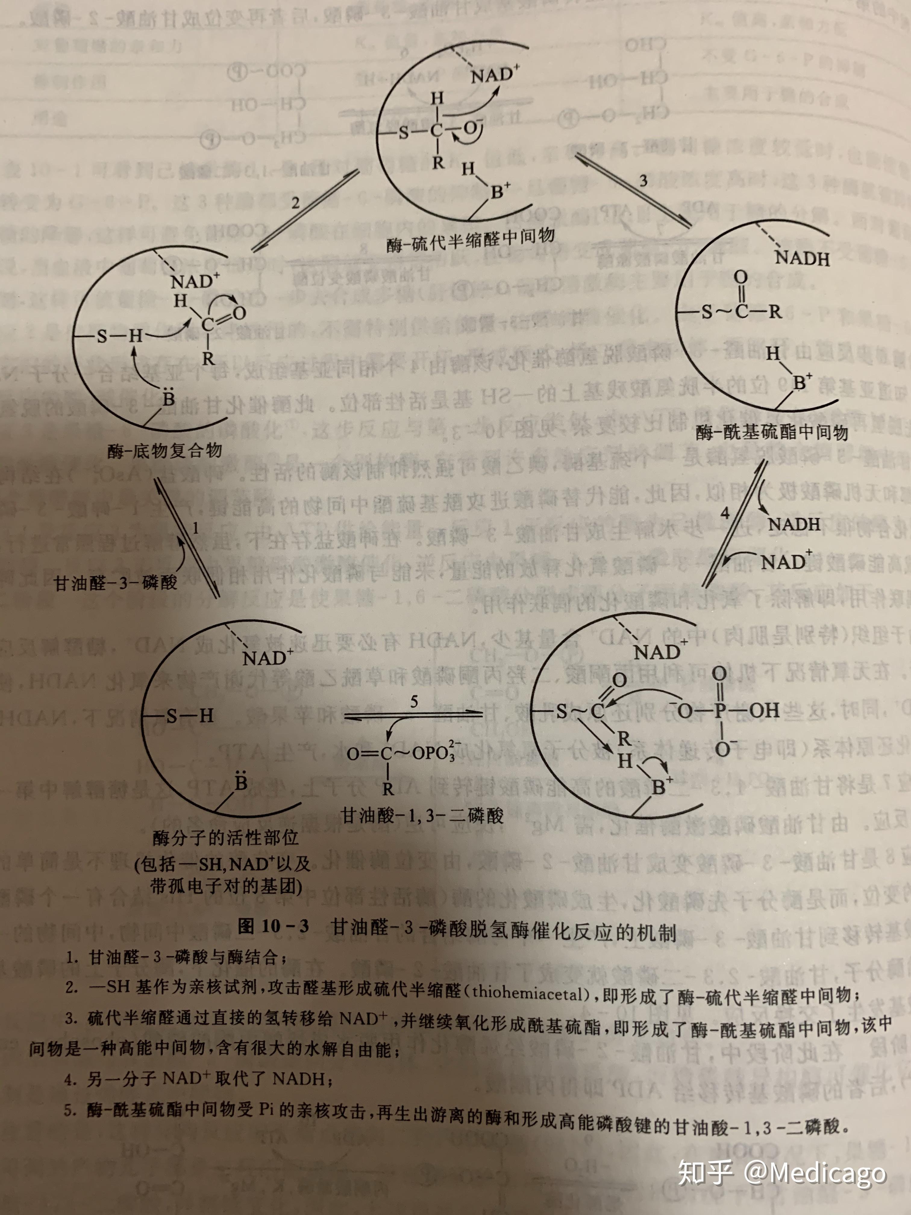 如果說酶是生物催化劑在化學反應前後酶的化學性質和數量保持不變那麼