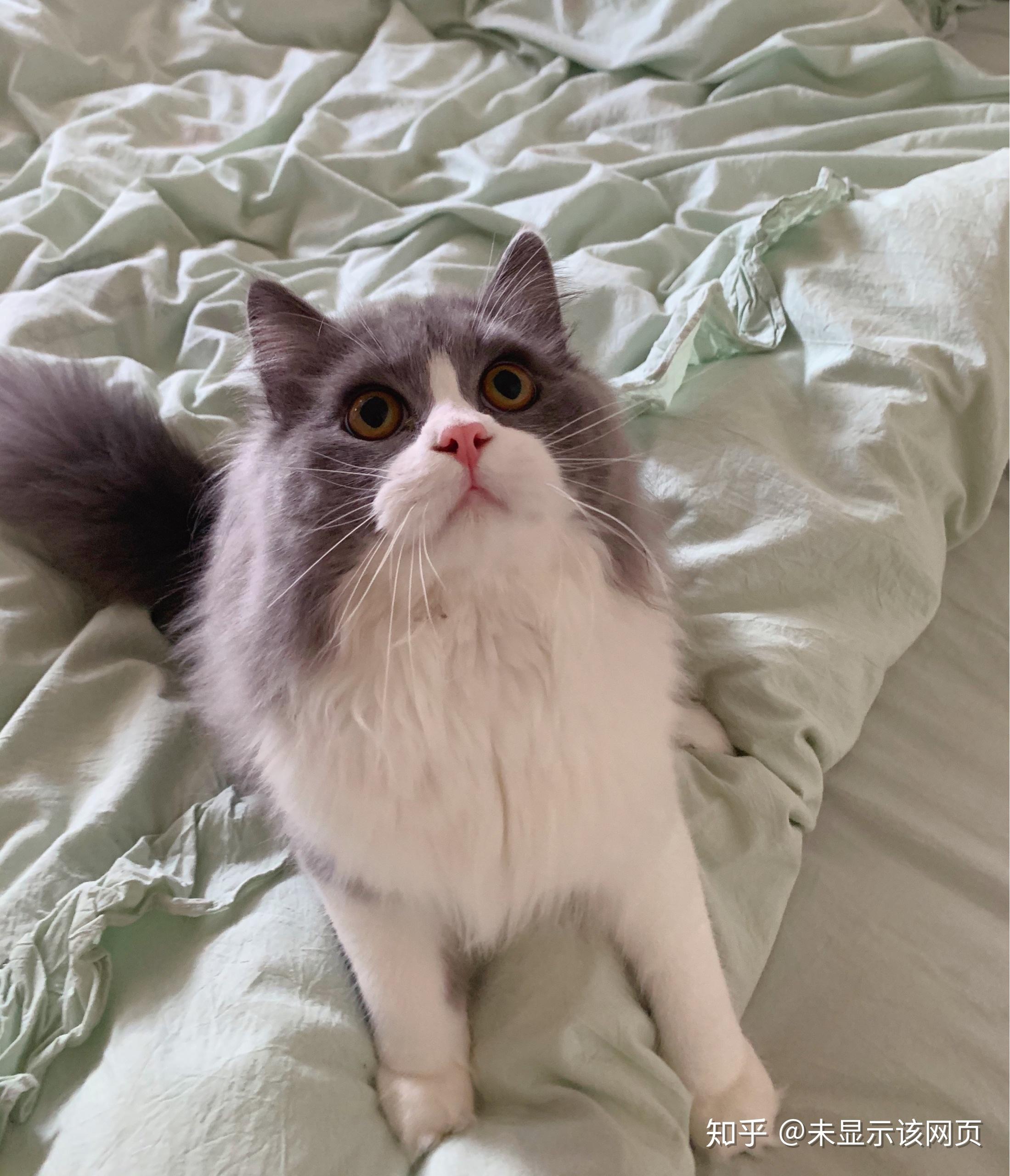 养高地猫是什么样的体验? - 知乎