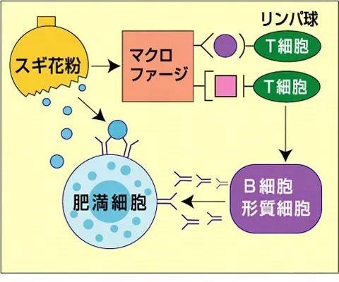 花粉症 不仅令岛国人民痛不欲生 连小动物也不放过 知乎