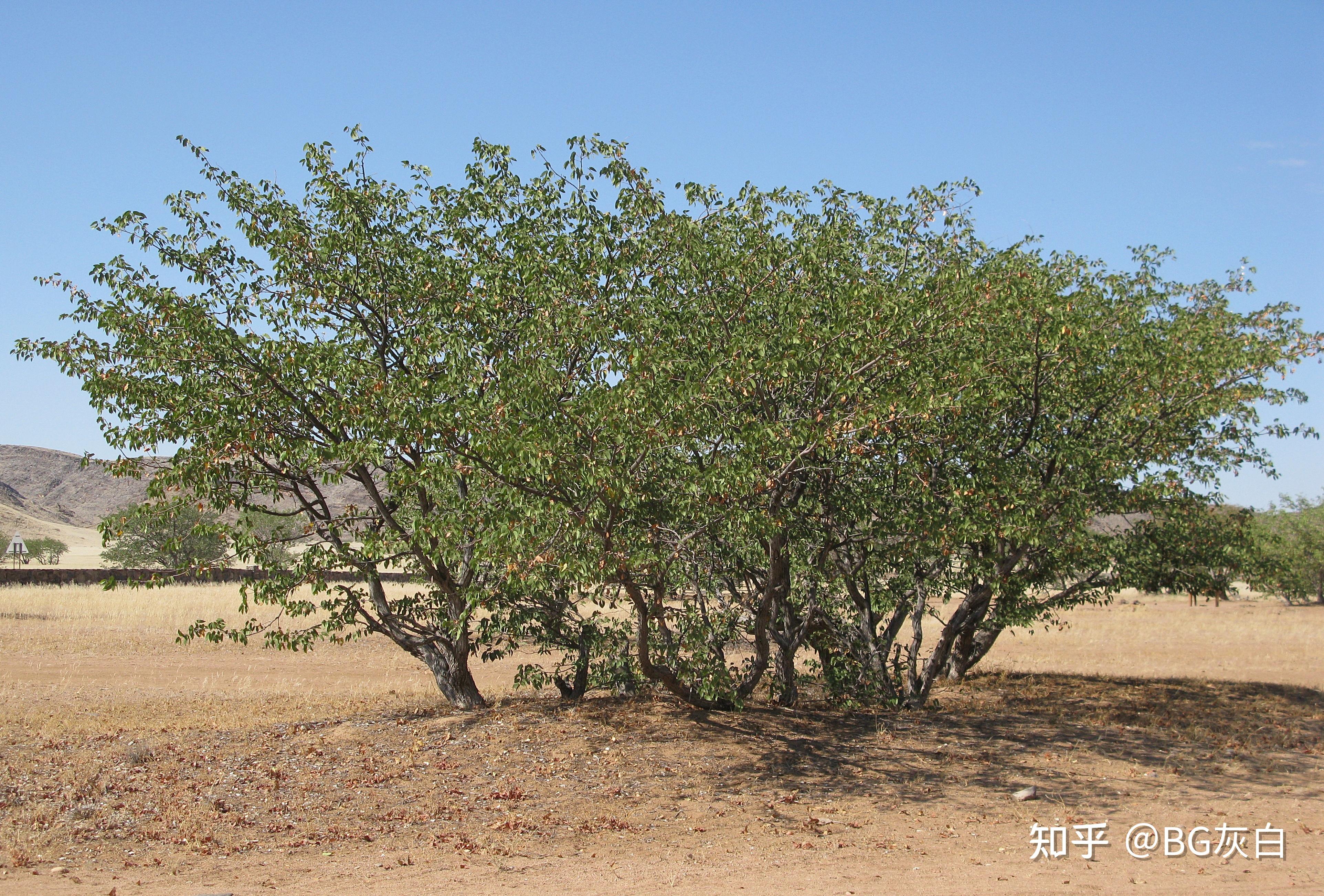 牡丹鹦鹉属怀孕图片