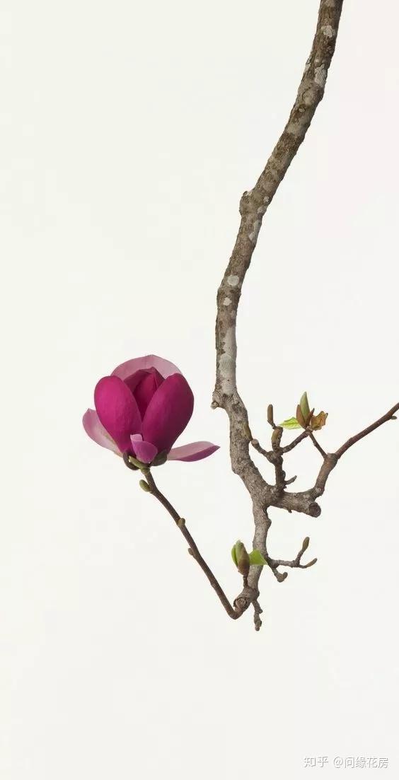 延長花材壽命的秘訣 知乎