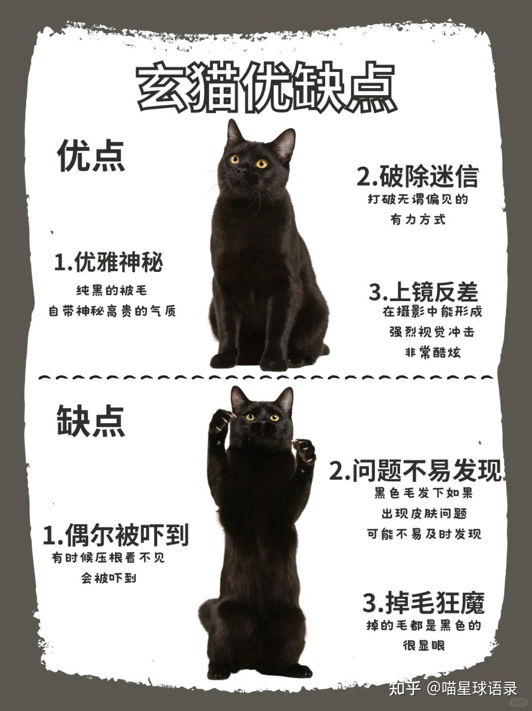 玄猫：黑中带红的神秘灵猫 - 知乎