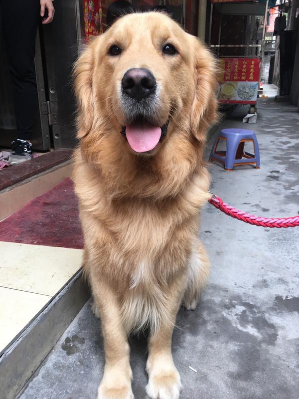 有一只品相特别好的金毛犬是什么体验?
