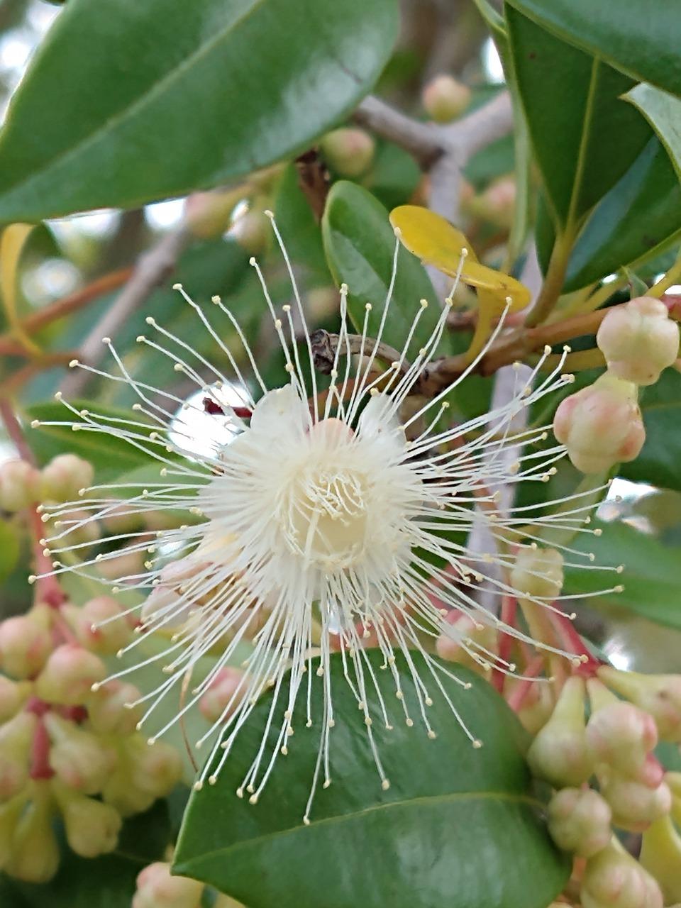 1. 雪莲子采摘过程