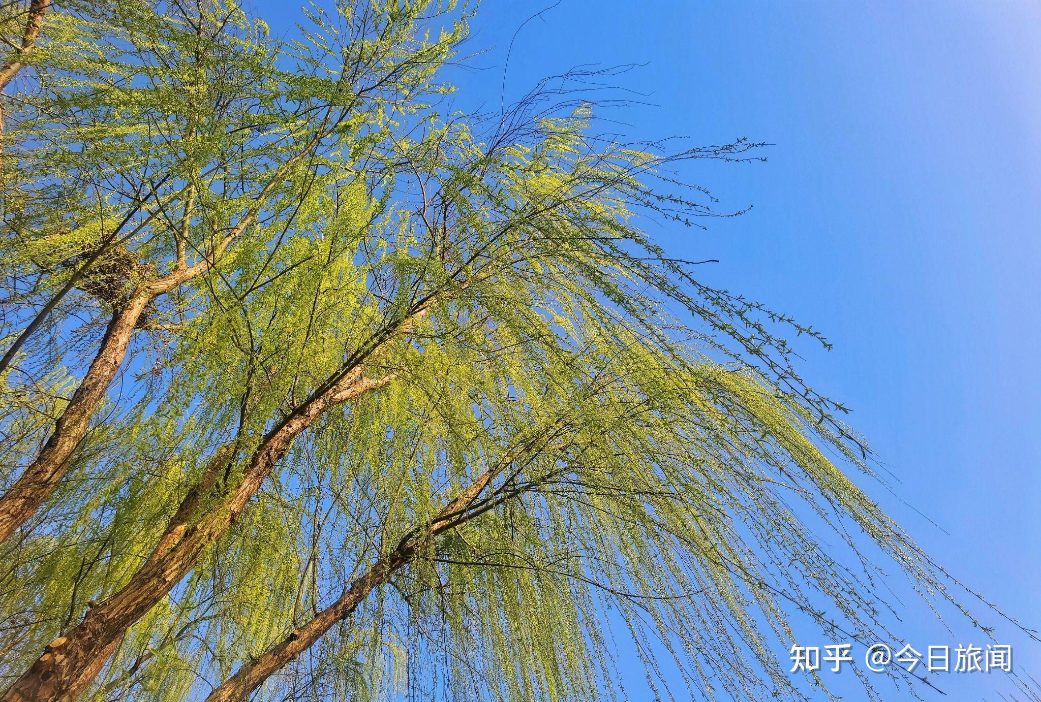 洛浦烟柳万般风情唤醒春天舞弄春风