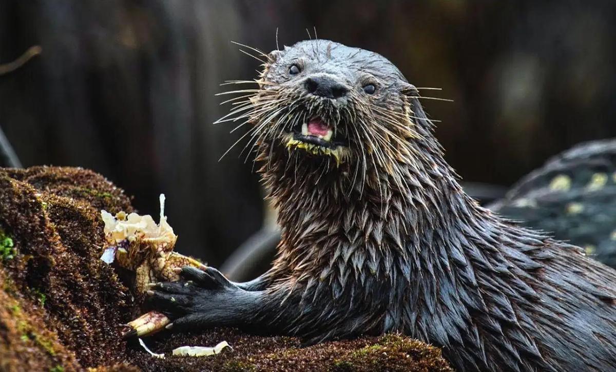 别看体型小,遇到人类照样揍
