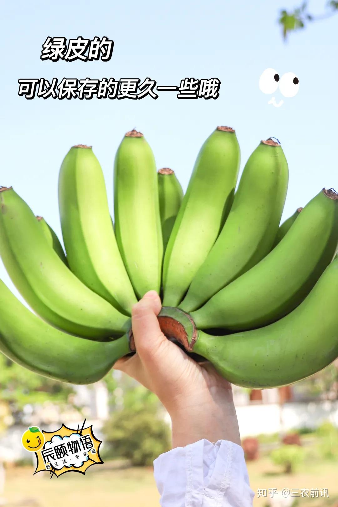 辰颐物语云南威尼斯香蕉：绿皮香蕉，自然熟，更香甜！ - 知乎