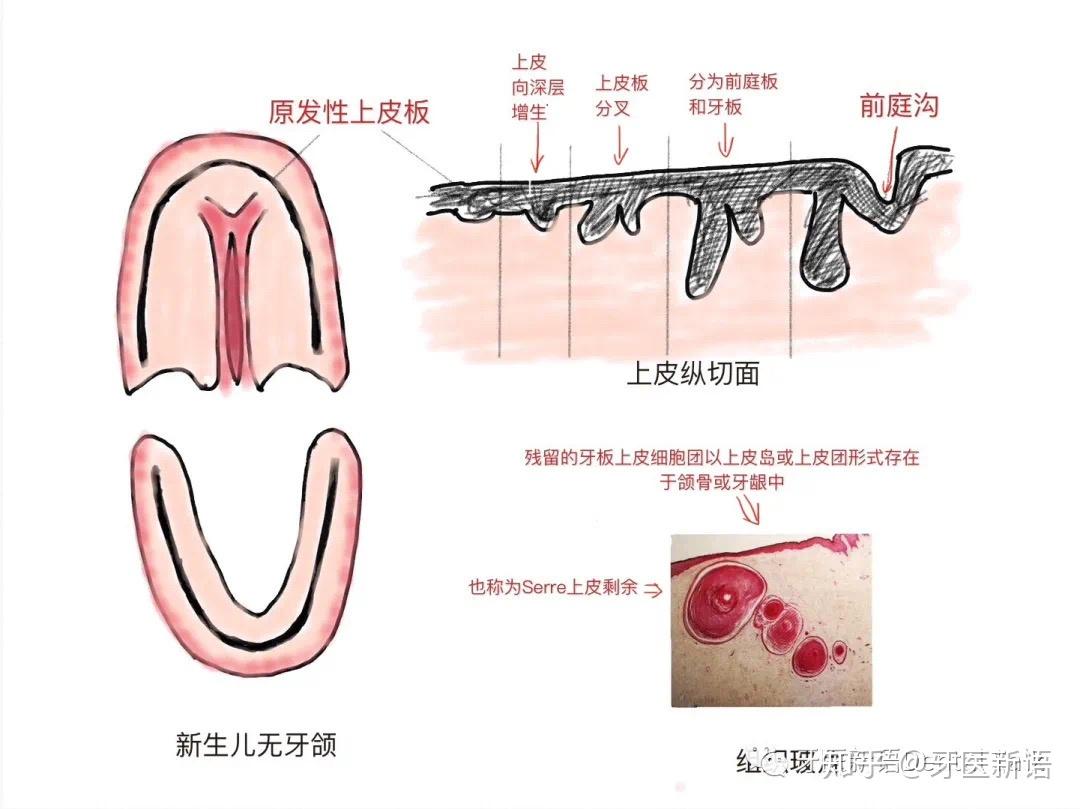 马牙和螳螂嘴图片图片