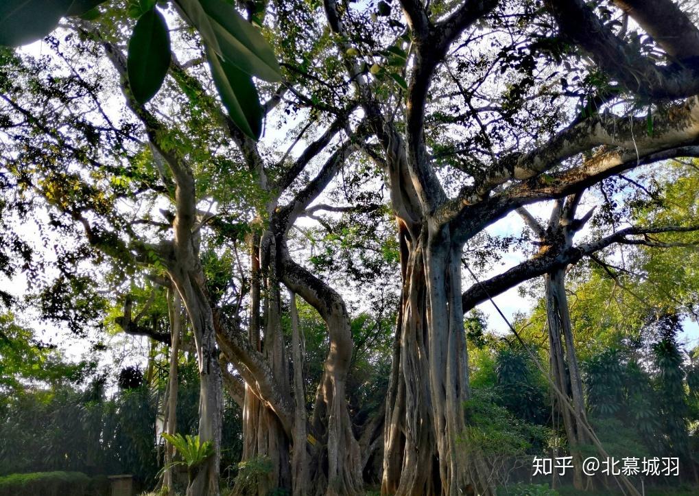 一木即一家,独树成林