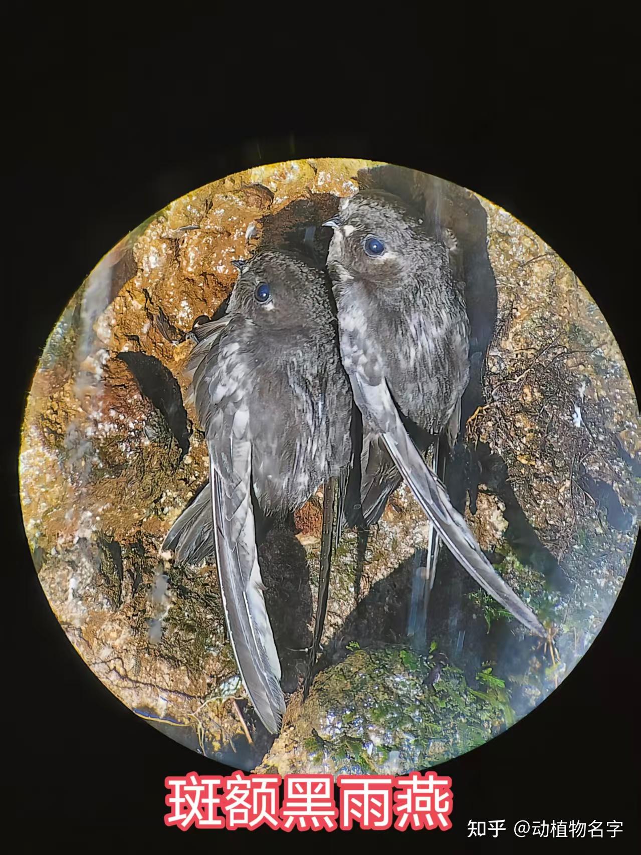 90图带您走进雨燕科和凤头雨燕科鸟类的世界- 知乎