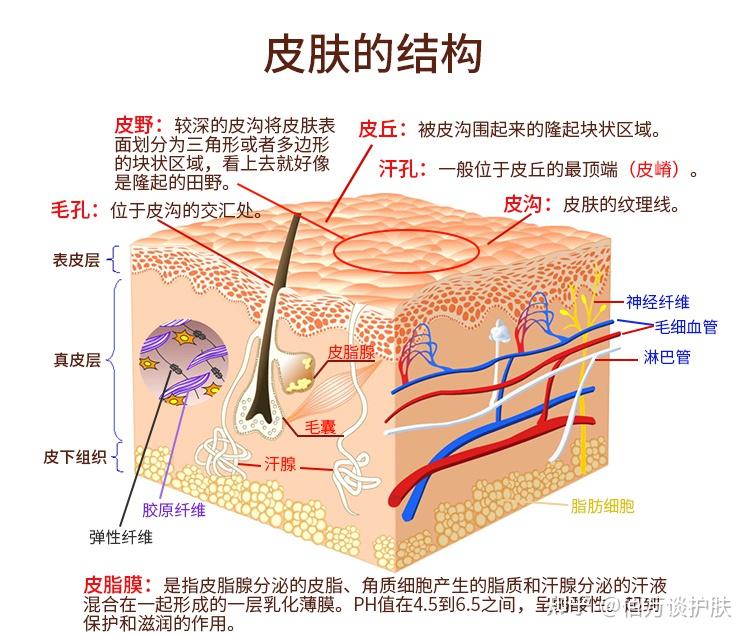 为什么皮肤会变差?