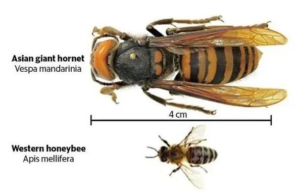 30分钟可屠尽3万只蜜蜂的大黄蜂如何被蜜蜂用物理学奇招反制