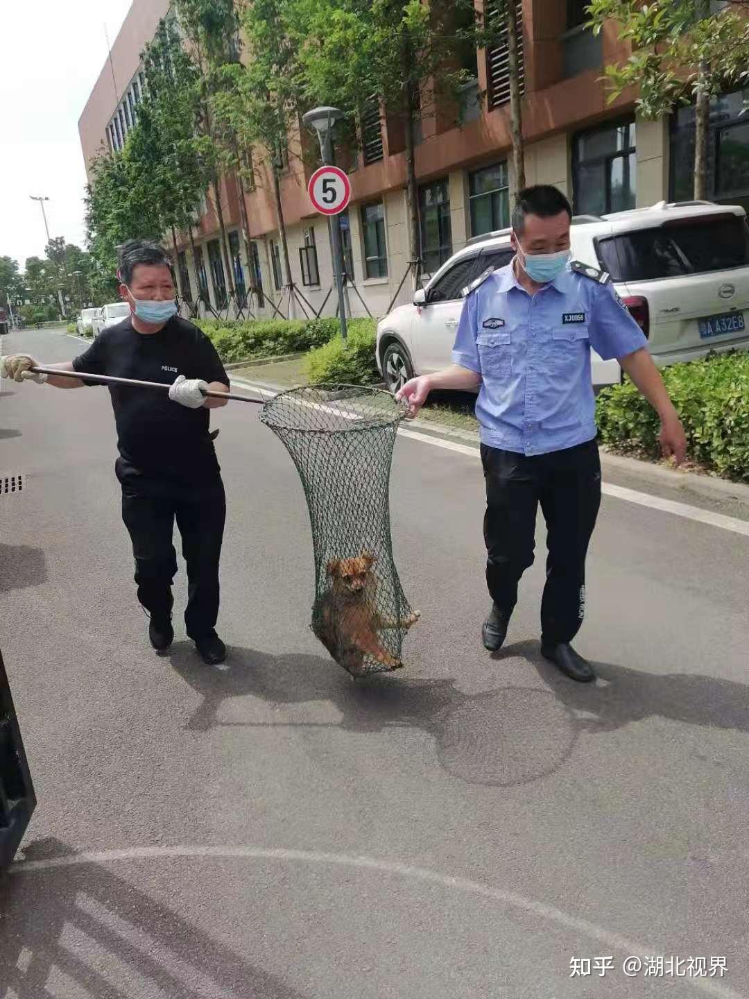 汉阳民警清除学校周边流浪狗患为学生中考保驾护航 - 知乎