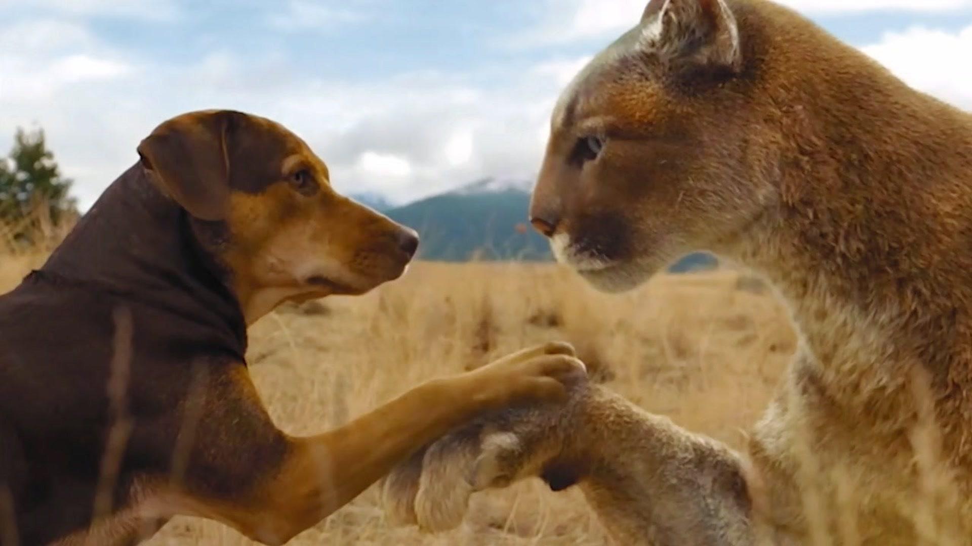 小雏鹰意外坠落山崖被男孩收养长大结果却成为了一代鹰王