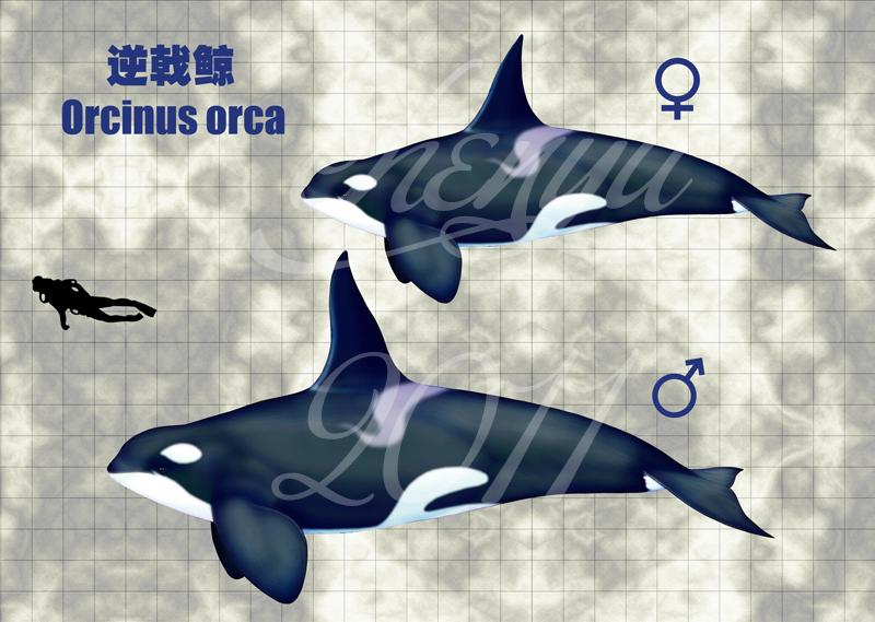 transient killer whale, biggs killer whale东北太平洋居留型虎鲸o