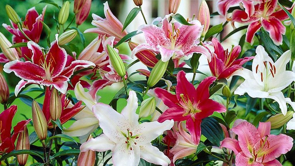 百合花代表什么 百合花的花语 全面解读 知乎 百合花代表什么 百合花的花语 全面解读 知乎