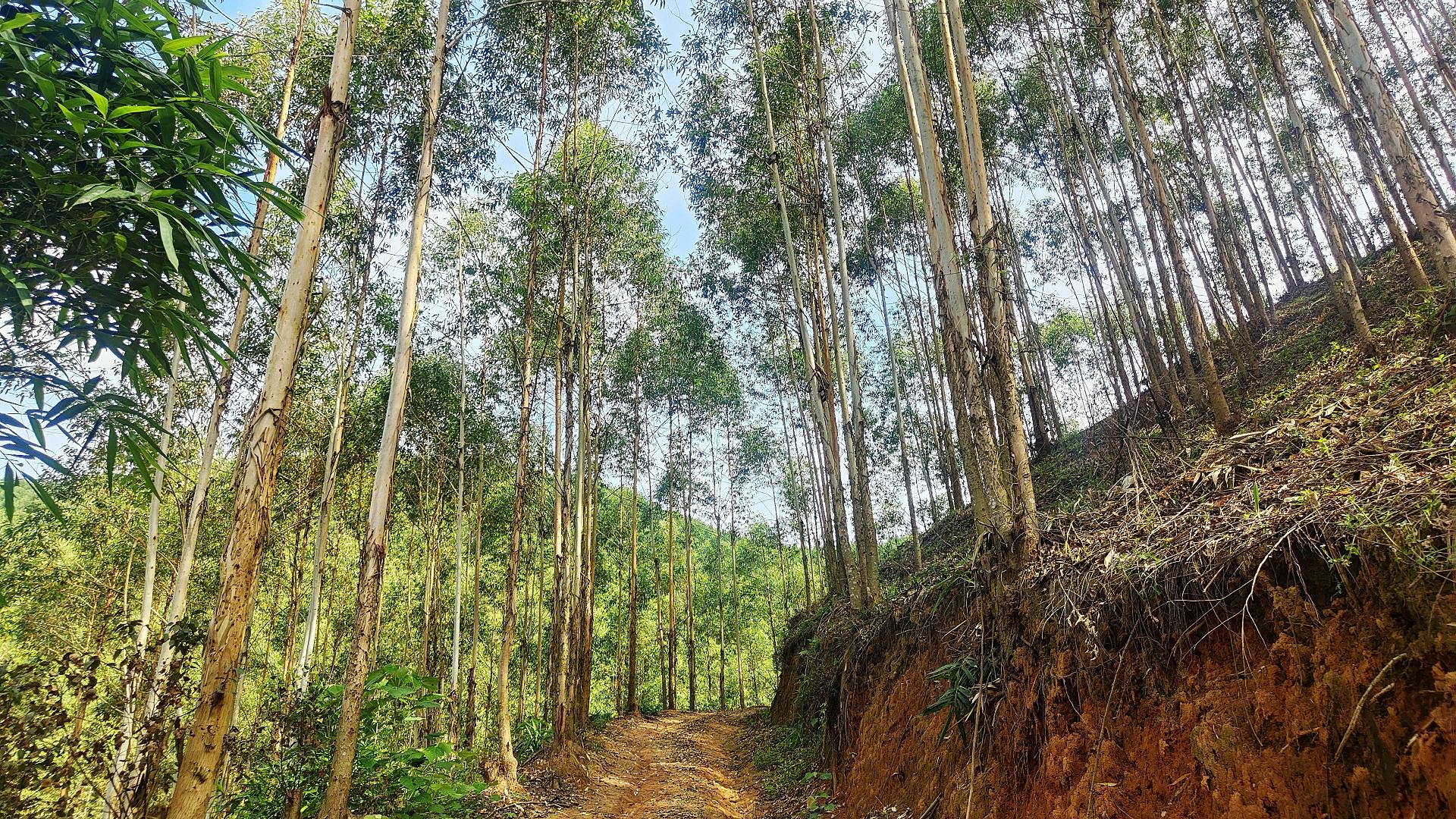 遥遥领先的广西桉树未来还能继续遥遥领先吗