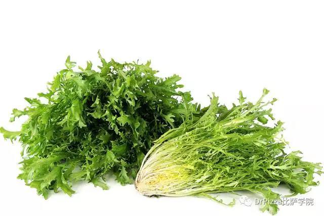 苦苣,别名苦细叶生菜,是菊苣家族中最常见的一种,叶片为绿色披针形,头