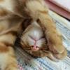 鱼不吃猫
