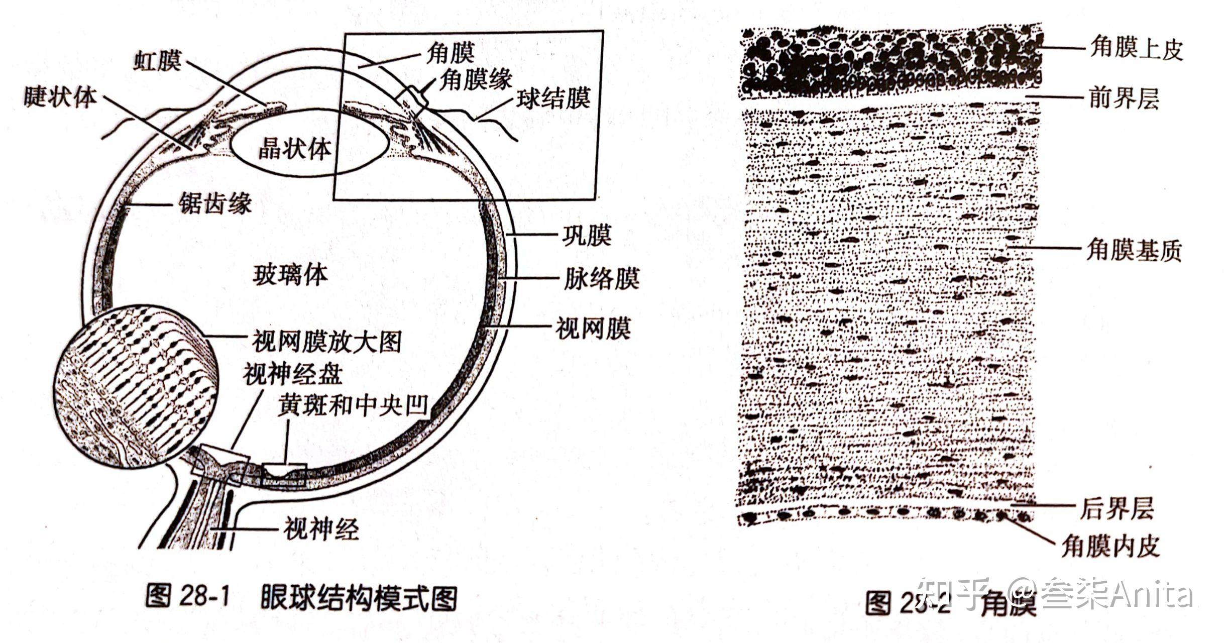 护理解剖知识点(中德对照)