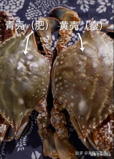 开渔啦梭子蟹如何挑选渔民手把手教你