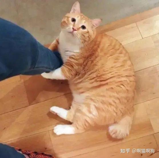 大胖橘让人望而却步，快来看看为什么不建议养“橘猫”？ - 知乎
