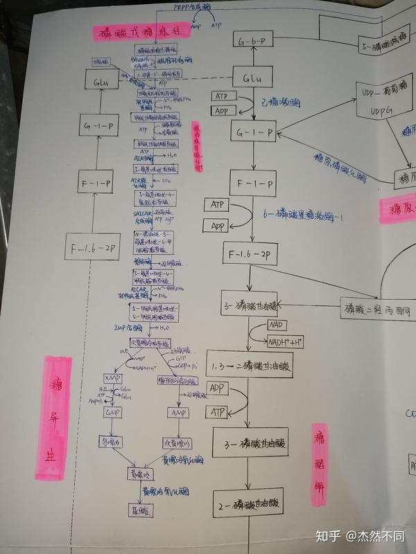 生化代谢图 - 知乎