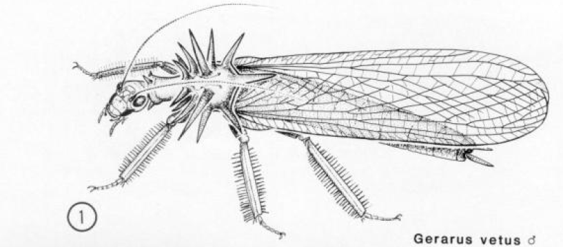 昆虫咀嚼式口器手绘图图片
