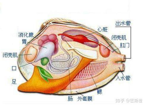 有什么在烹饪海鲜河鲜之前把他们杀死的方法吗