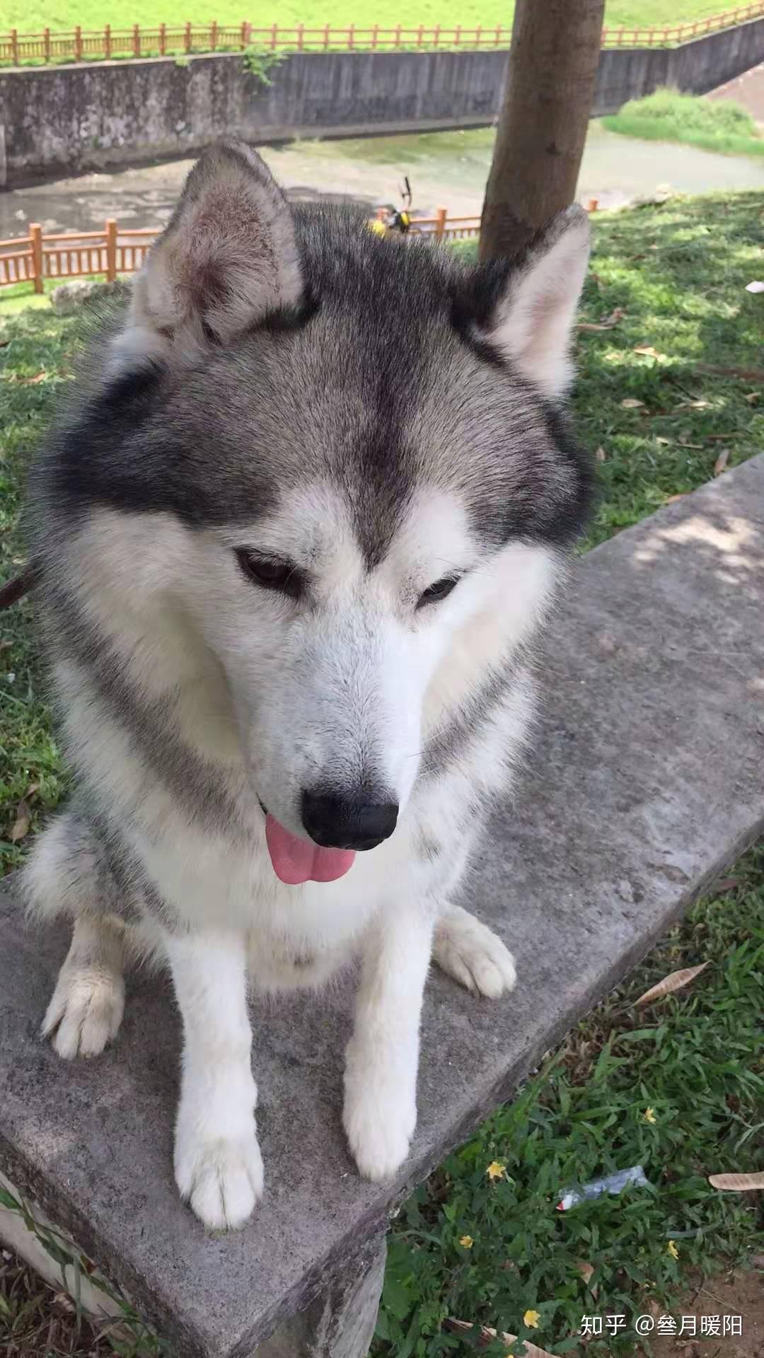 你有知道的正常版的哈士奇吗?