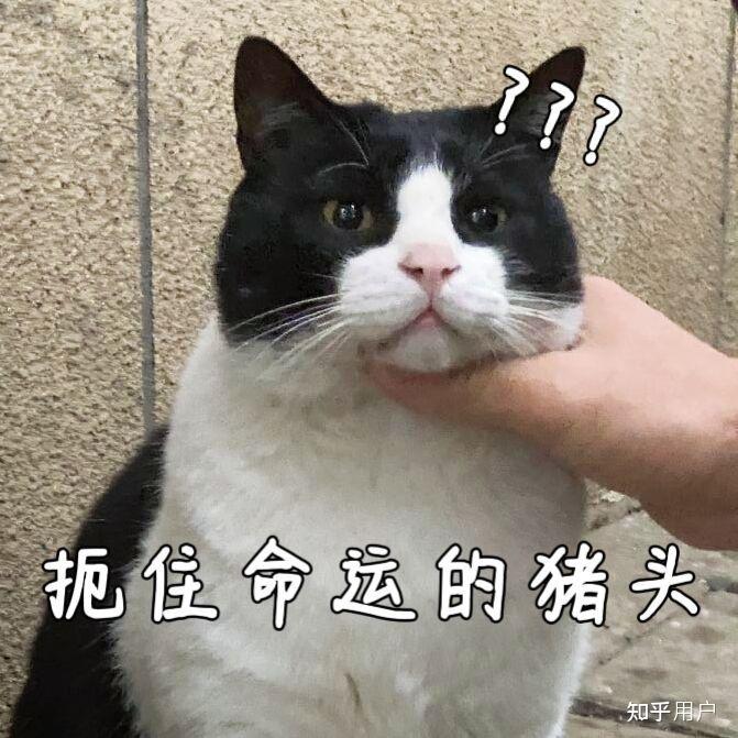 有没有几把猫的表情包