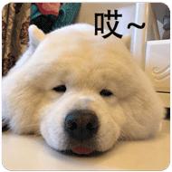 Zhihu profile picture for @lashane