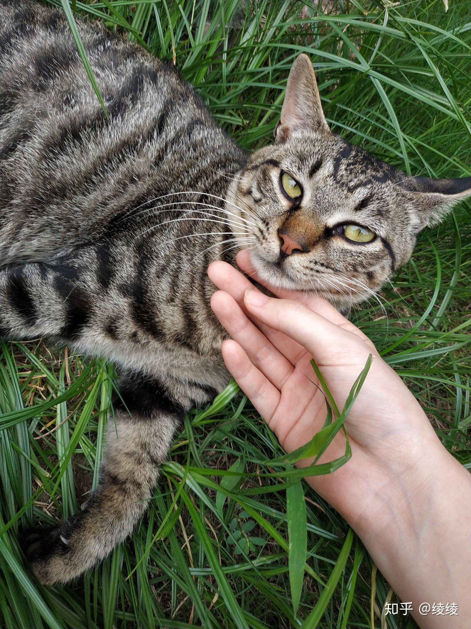 猫咪最渴望被人摸哪里,哪些地方不能摸? - 知乎