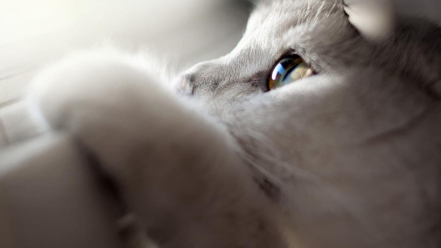 一只猫大约多少块钱 v2-4fb534e7991caa505bea0485f93f1bcd_1440w.jpg?source=172ae18b