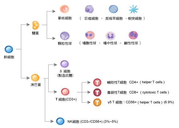 白细胞免疫细胞是不是没有分类?