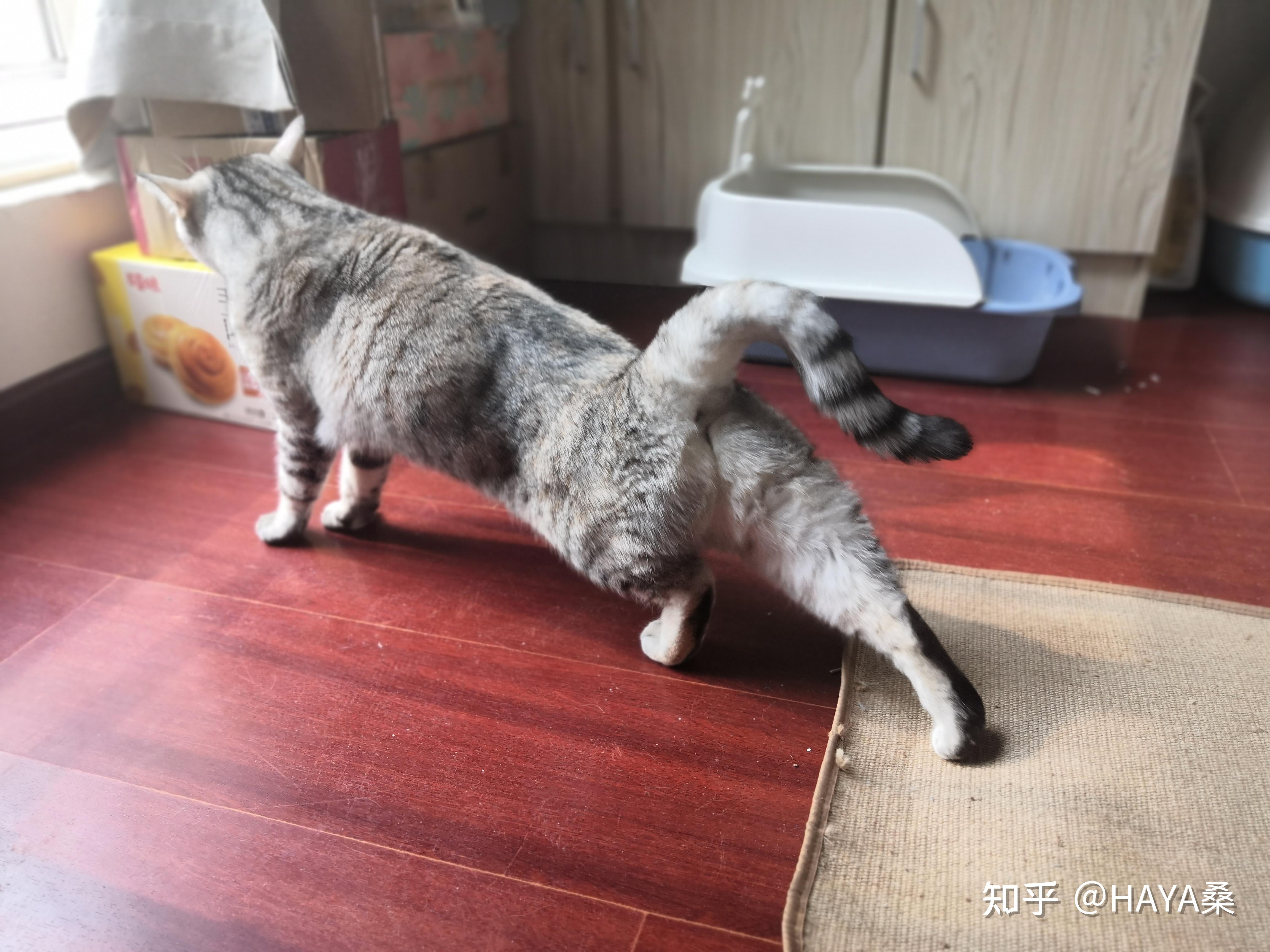 养猫第④步 新手养猫要注意些什么？ 知乎