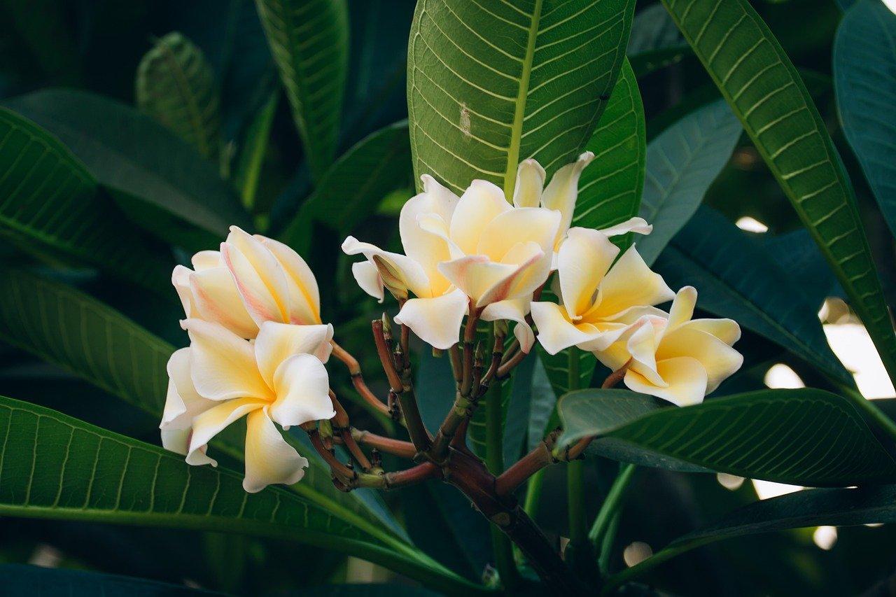 腊梅繁殖方法详解