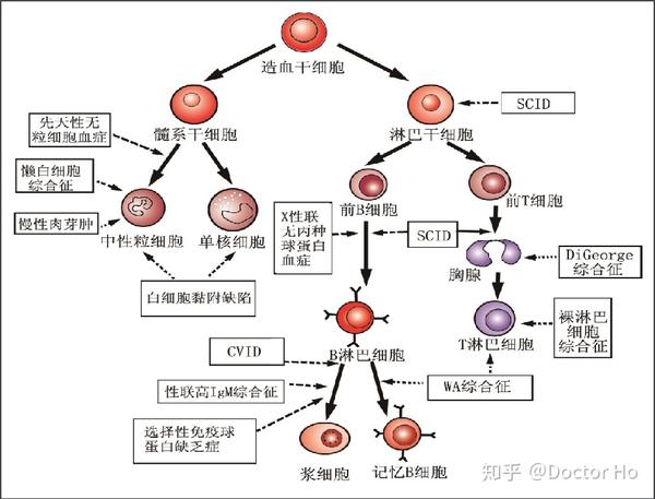 医学免疫学第七版 知乎