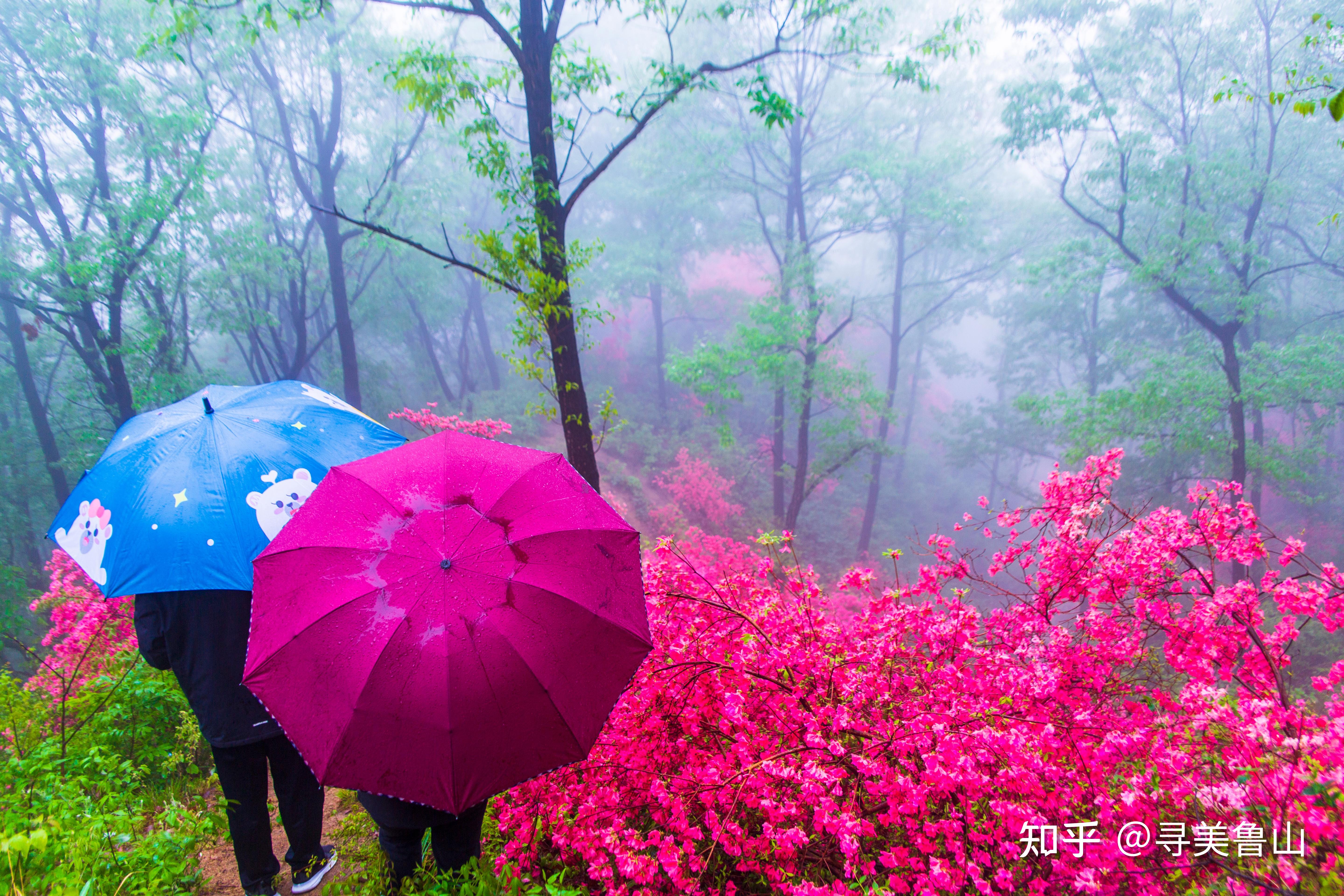 第三届河南鲁山杜鹃花节暨"河南省丝绸文化之乡"授牌仪式举行