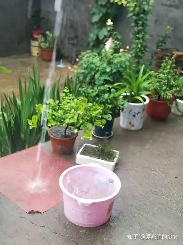 用“3种水”来浇花，枝叶繁茂，开花艳丽，花苞更多，叶子绿油油 - 知乎