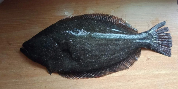 祝大家 鲆鲆鮟鮟 平平安安 年年有 鱼 余 作者 乐乐 左鲆右鲽 双偶网