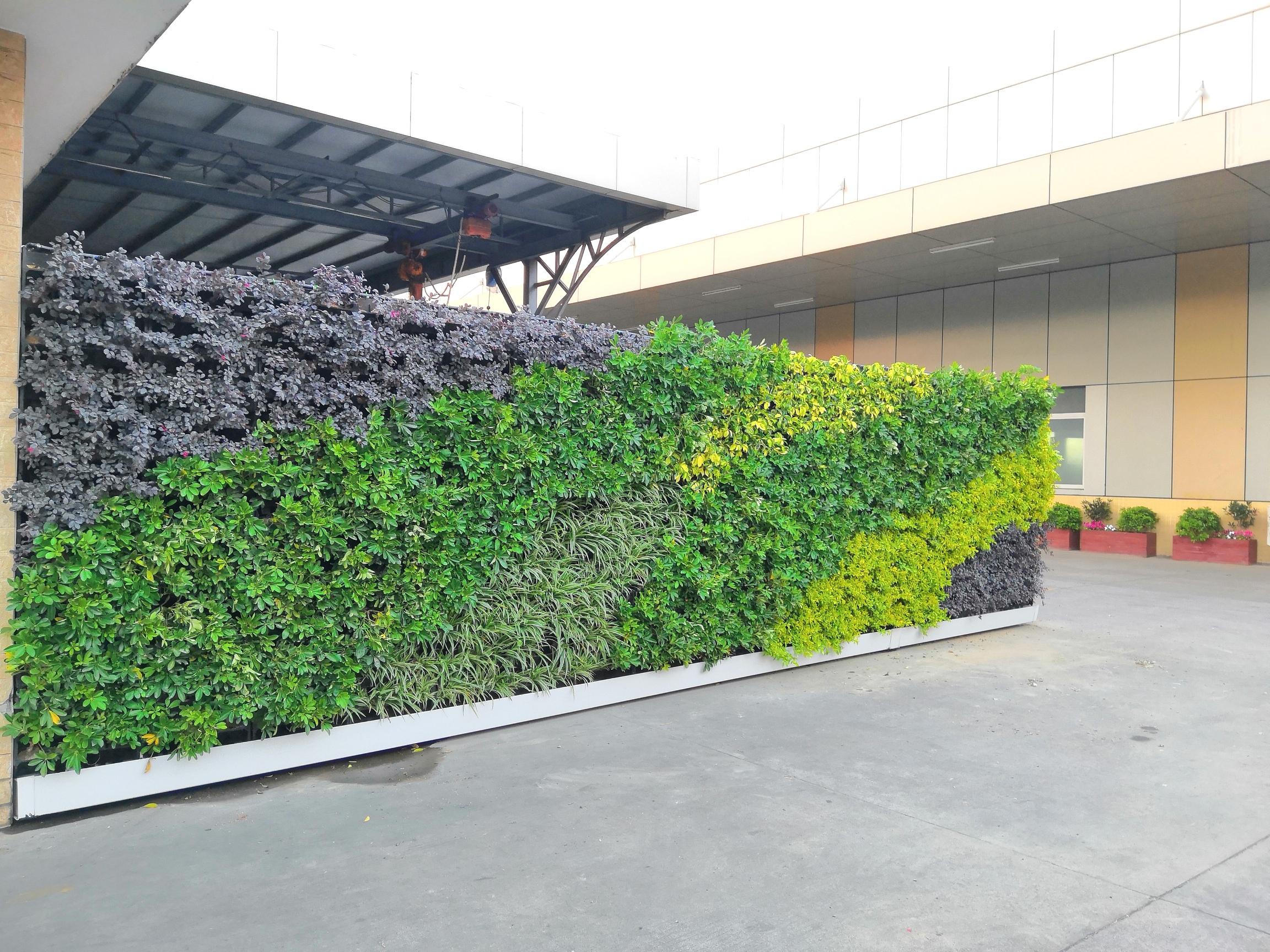 园艺技术专业毕业,从事垂直绿化行业近两年,时间很短,但接触的项目