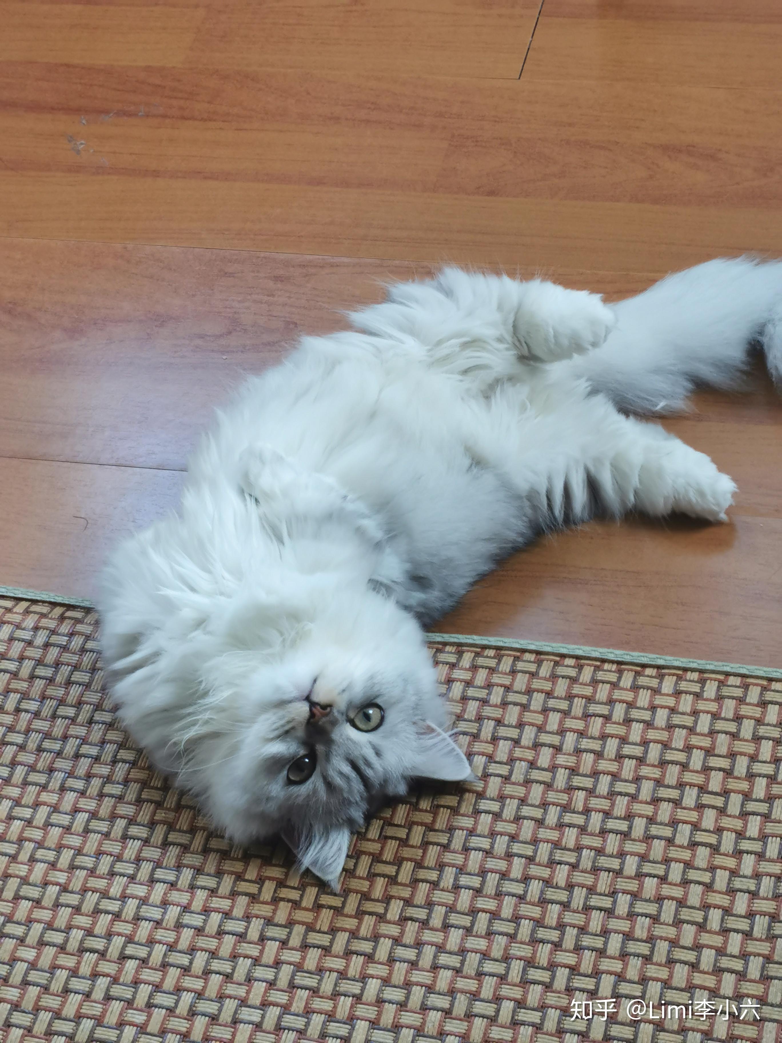 成年的矮脚猫公猫体重多少正常