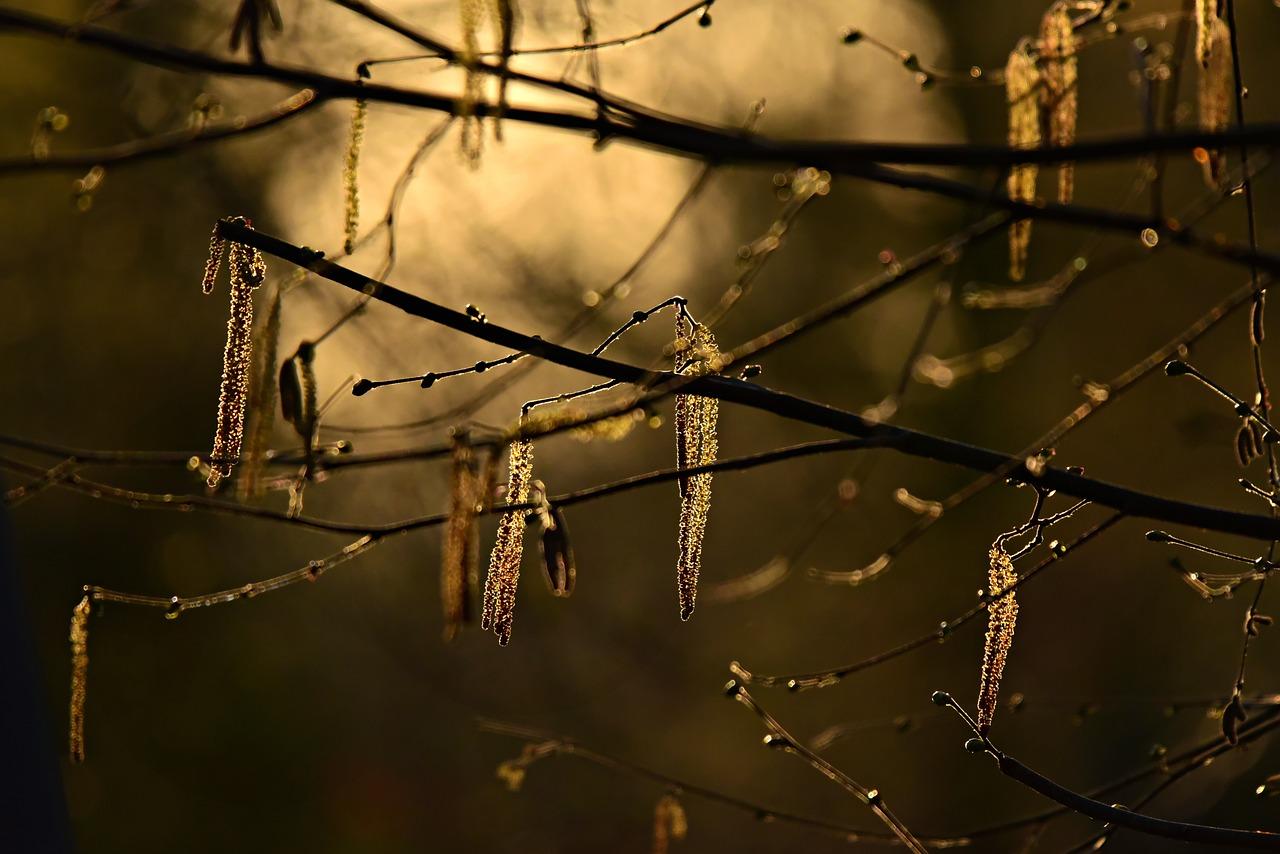 柳絮飘散期预测