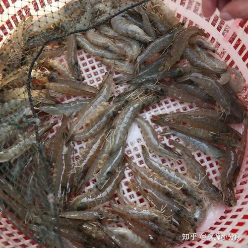 用手轻轻拨弄虾壳,不新鲜的虾通常虾壳肉质分离.